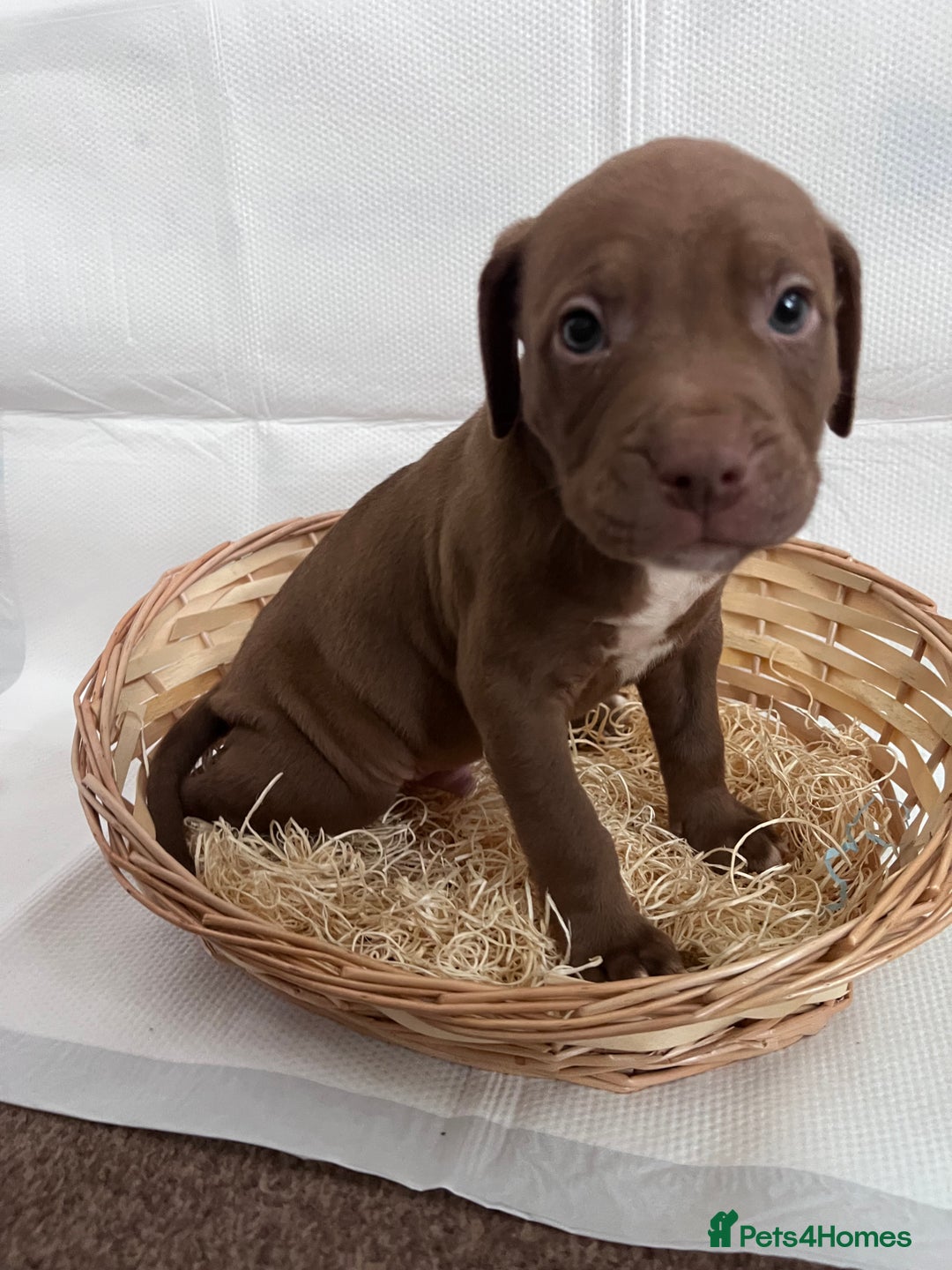 American Bully dogs for sale:  Medium Bully Puppies–XL are banned, these are NOT - Image 23