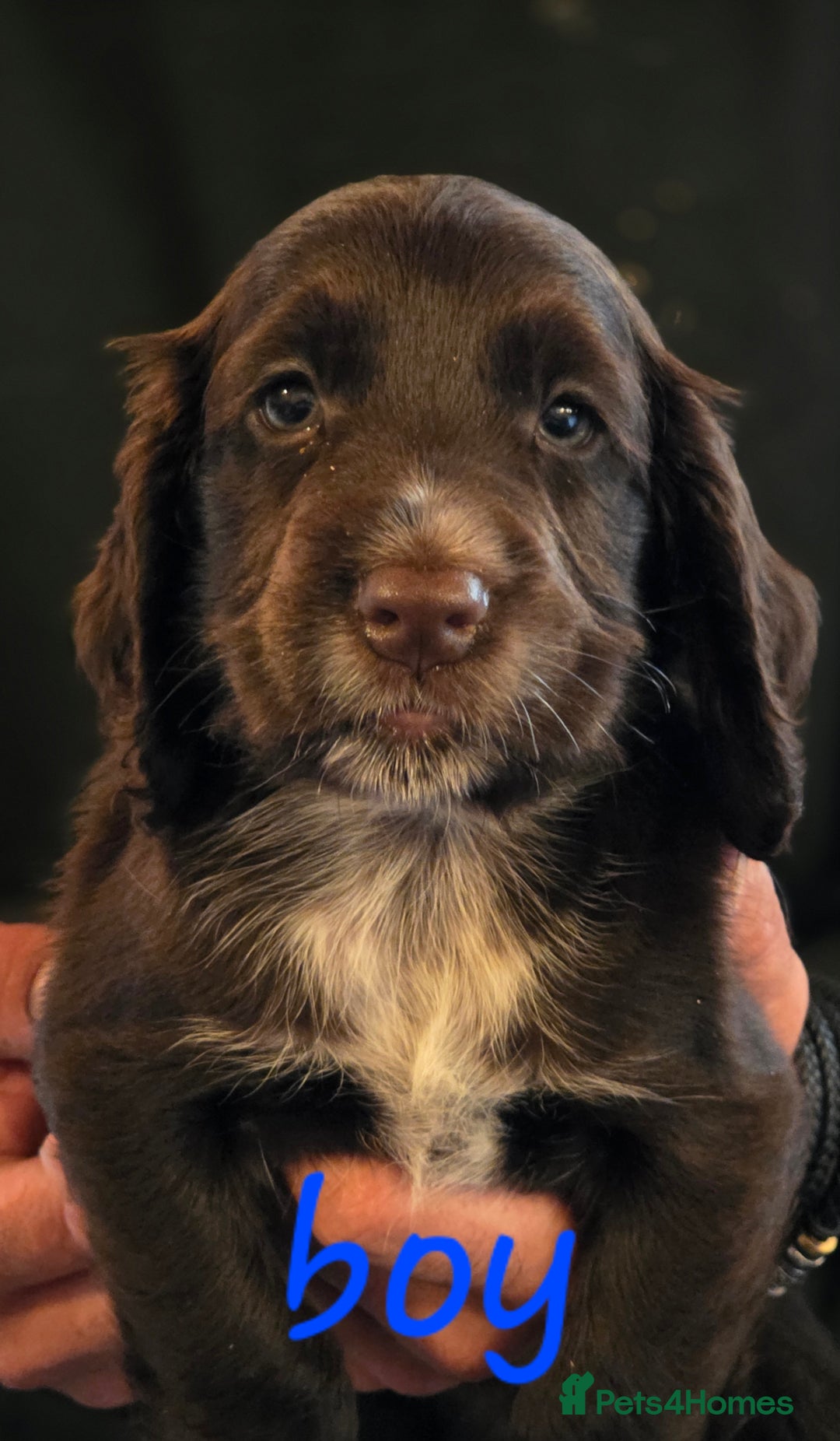 Cocker Spaniel dogs for sale: working cocker spaniel pups - Image 4