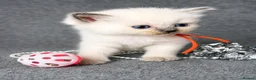 Ragdoll cats for sale: Beautiful Blue Point and Mink ragdoll kittens  in Horley - Advert 4