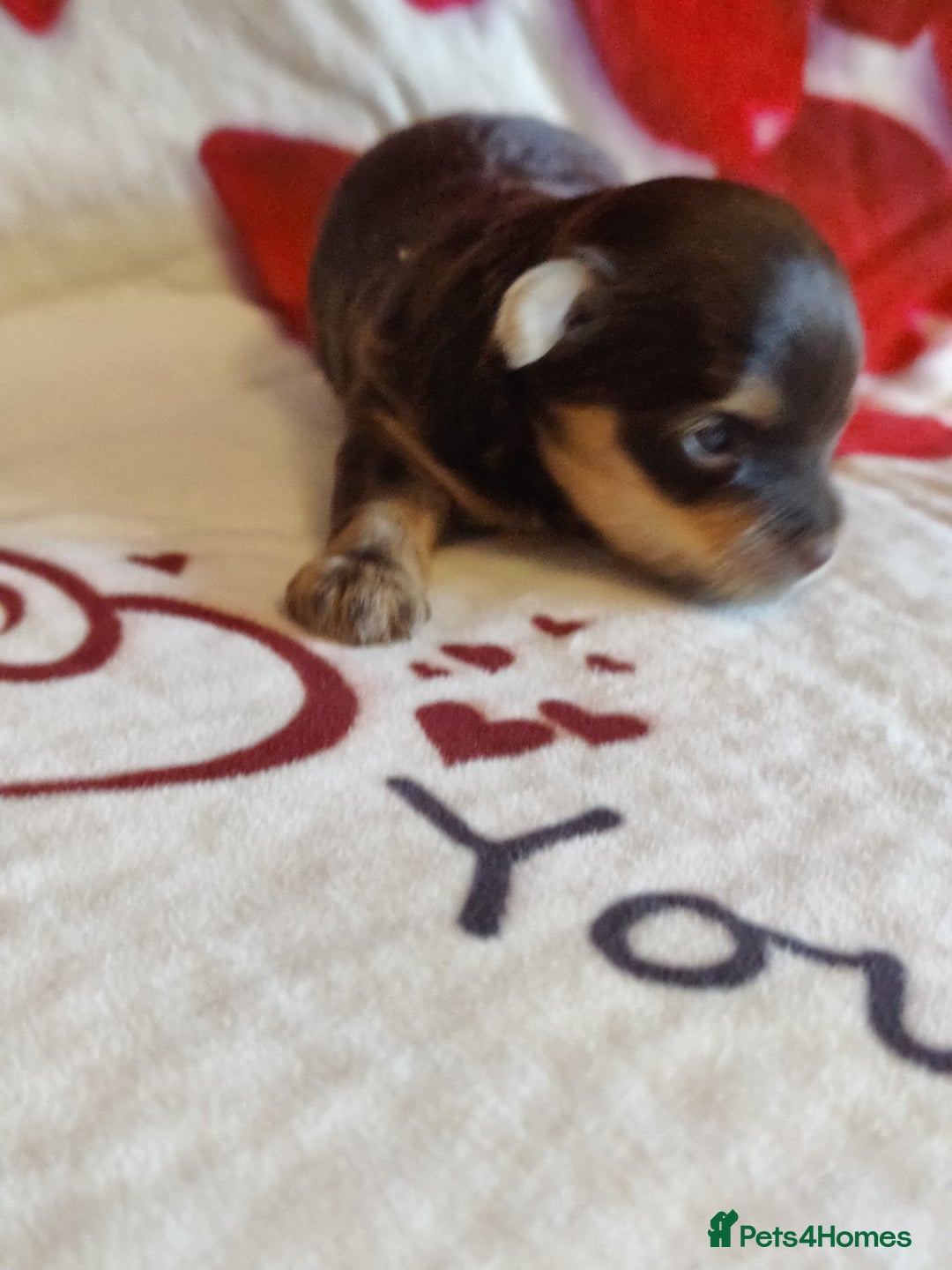 Yorkshire Terrier dogs for sale: Outstanding RARE Yorkshire terrier Chocolate - Image 7