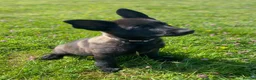 German Shepherd dogs for sale: Working-Line German Shepherd Puppies - Cornwall - Advert 17