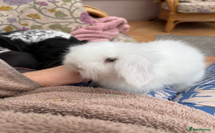 Mini Lop rabbits - Advert 3