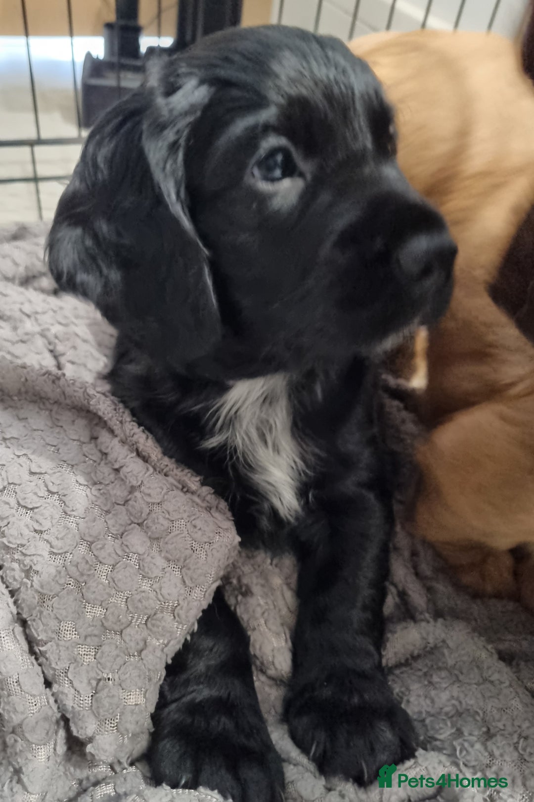 Cocker Spaniel dogs for sale: KC Registered Cocker Spaniel (Working) Puppies - Image 10