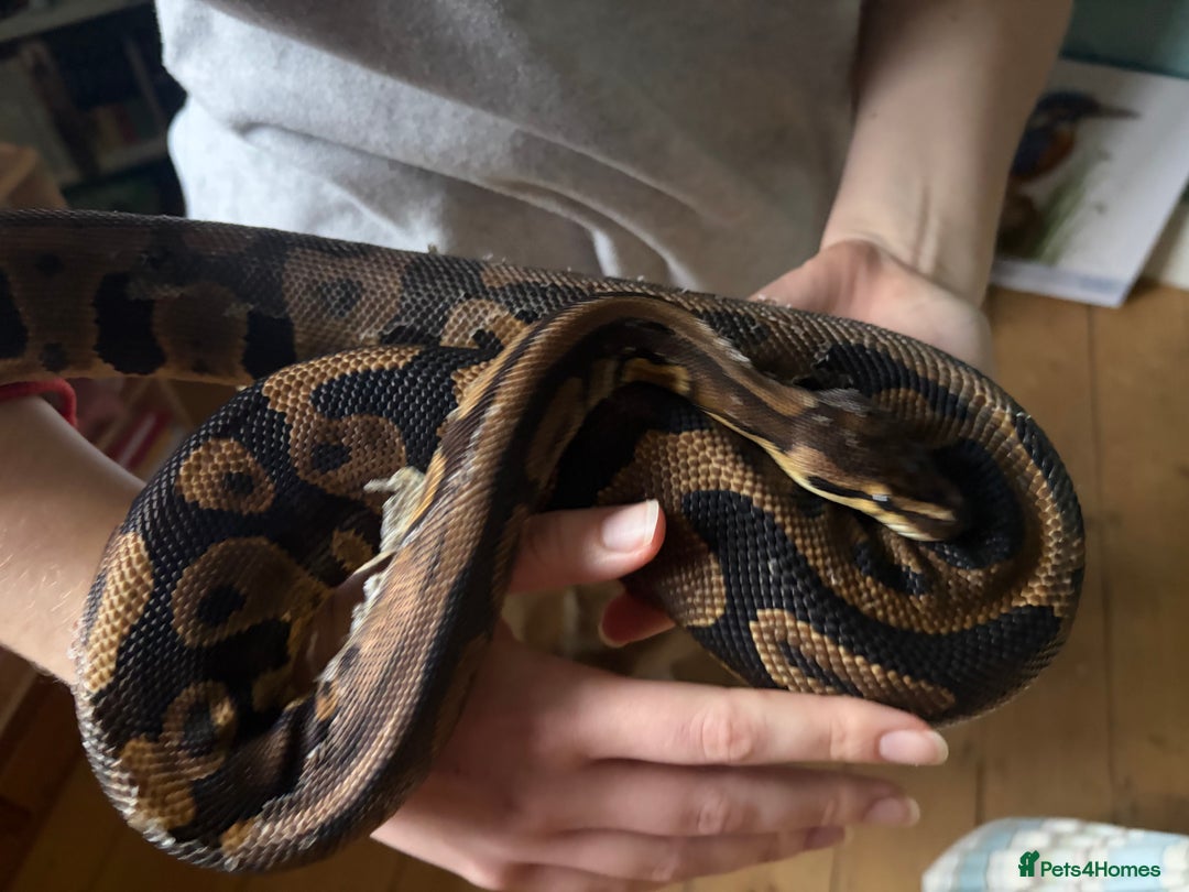 Python Snake reptiles for sale: Ball Pythons Leopard YB lesser enchi gravel pastel - Advert 7