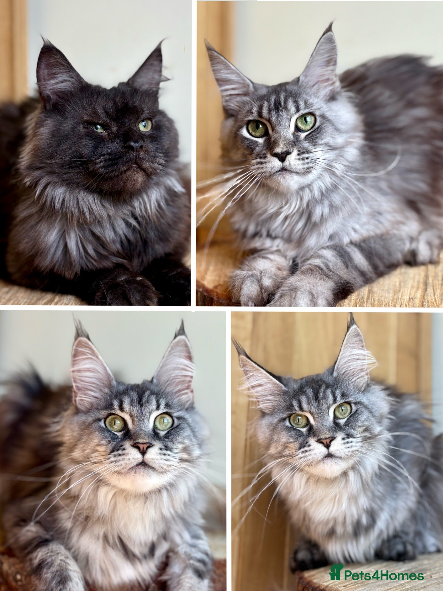 Maine Coon cats Beautiful Maine Coon females - Advert 1