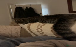 British Shorthair cats for sale: Pluto - female 1.5 years old  - Image 7