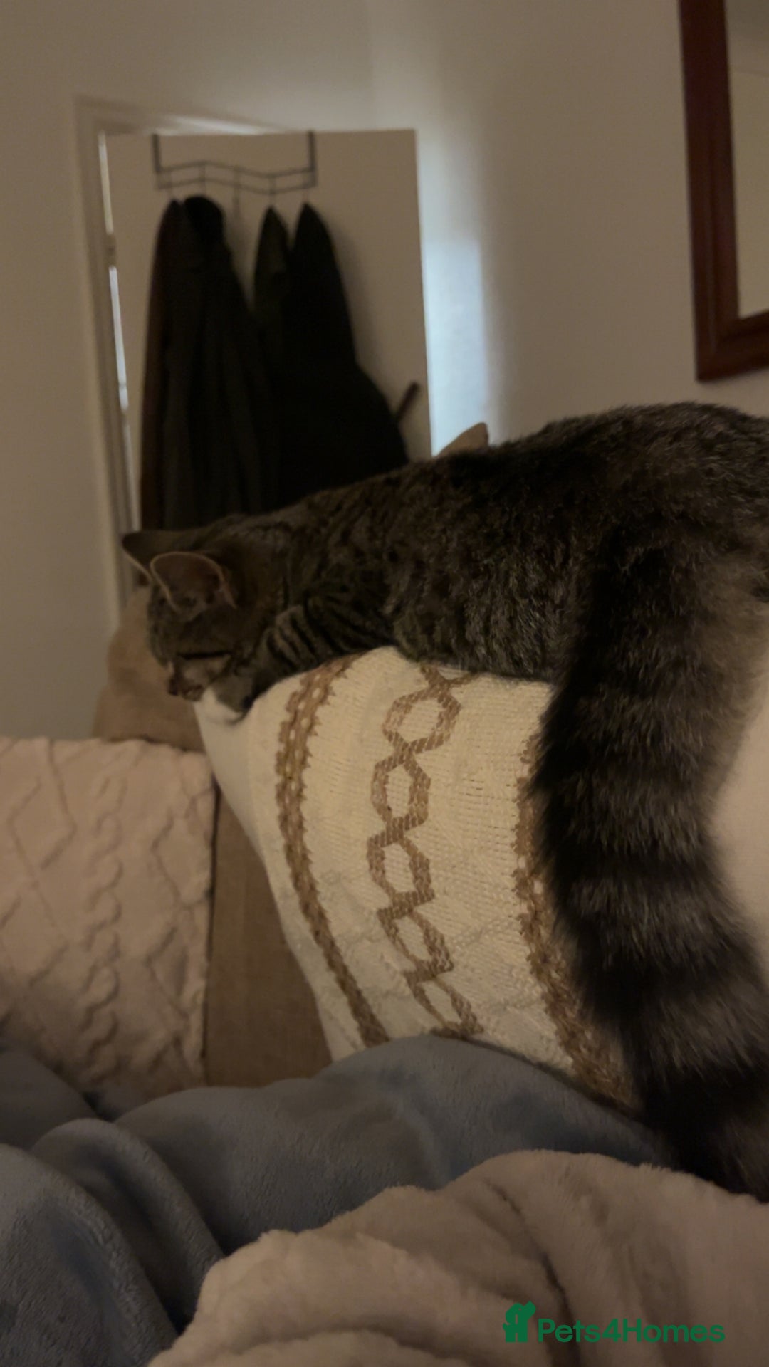 British Shorthair cats for sale: Pluto - female 1.5 years old  - Image 7
