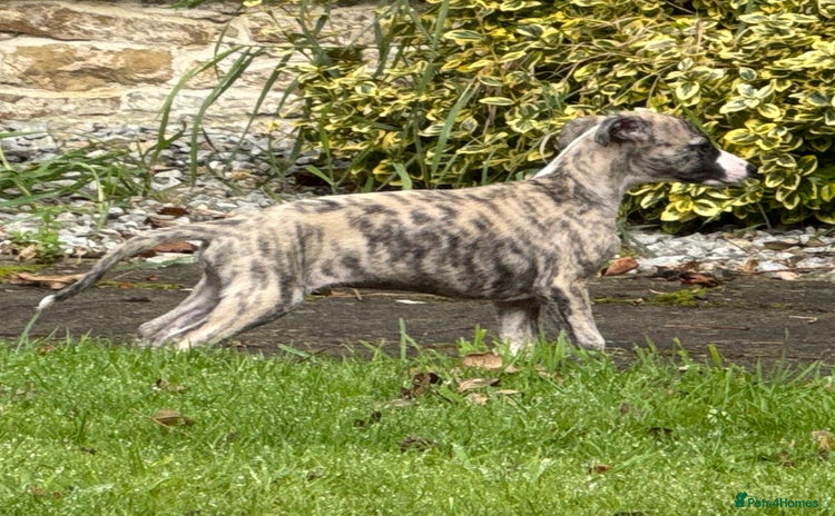 Whippet dogs - Advert 1