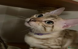 Bengal cats for sale:  Beautiful Bengal ready to reserve - Image 12