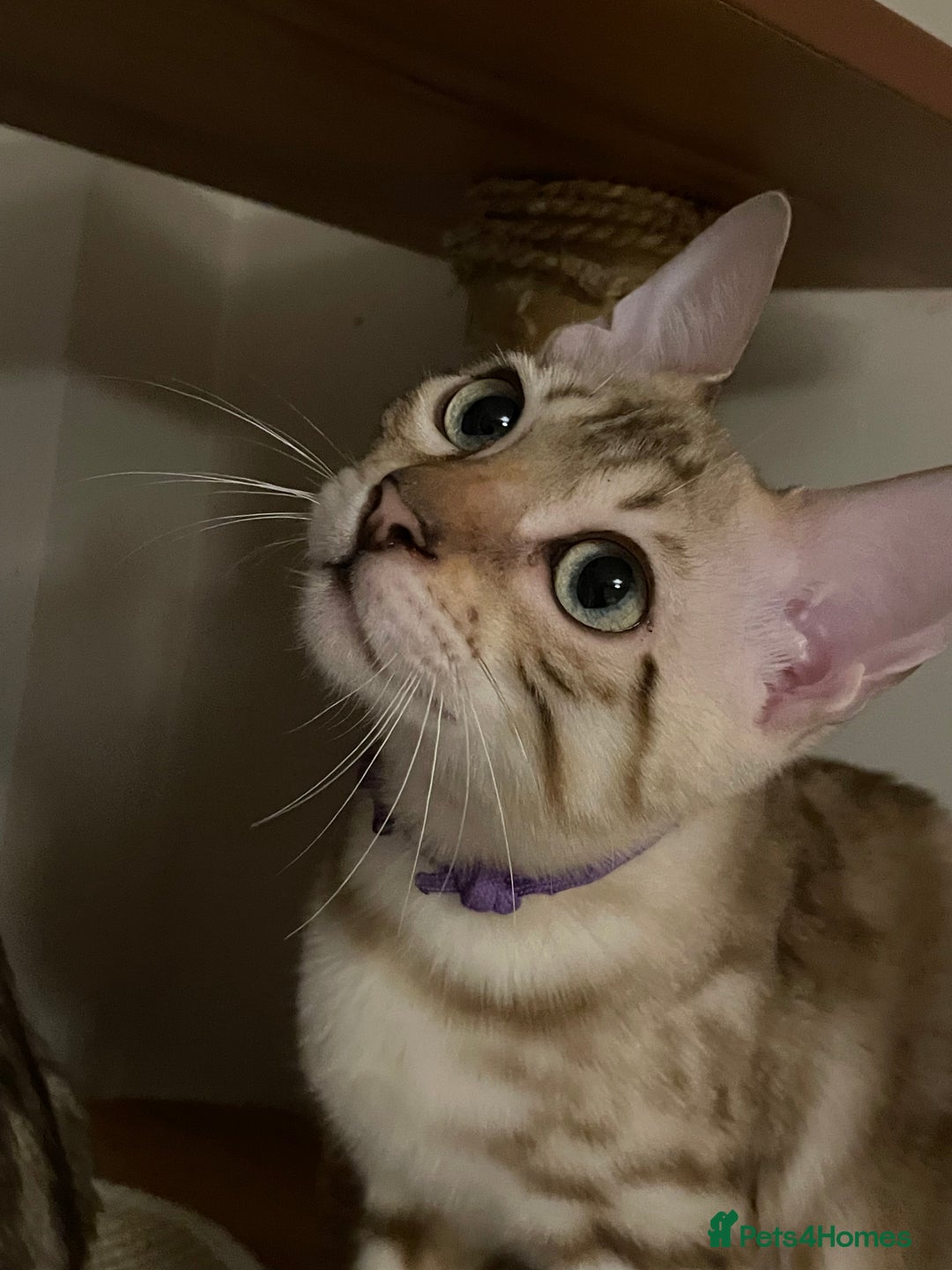 Bengal cats for sale:  Beautiful Bengal ready to reserve - Image 12