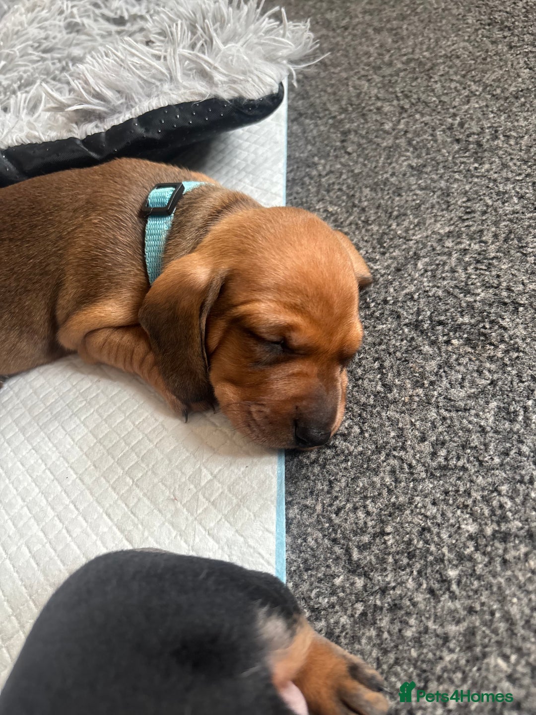Dachshund dogs for sale: Beautiful dachshund puppies  - Image 30