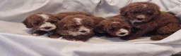 Cockapoo dogs for sale: F1b, genetically health clear - Advert 5