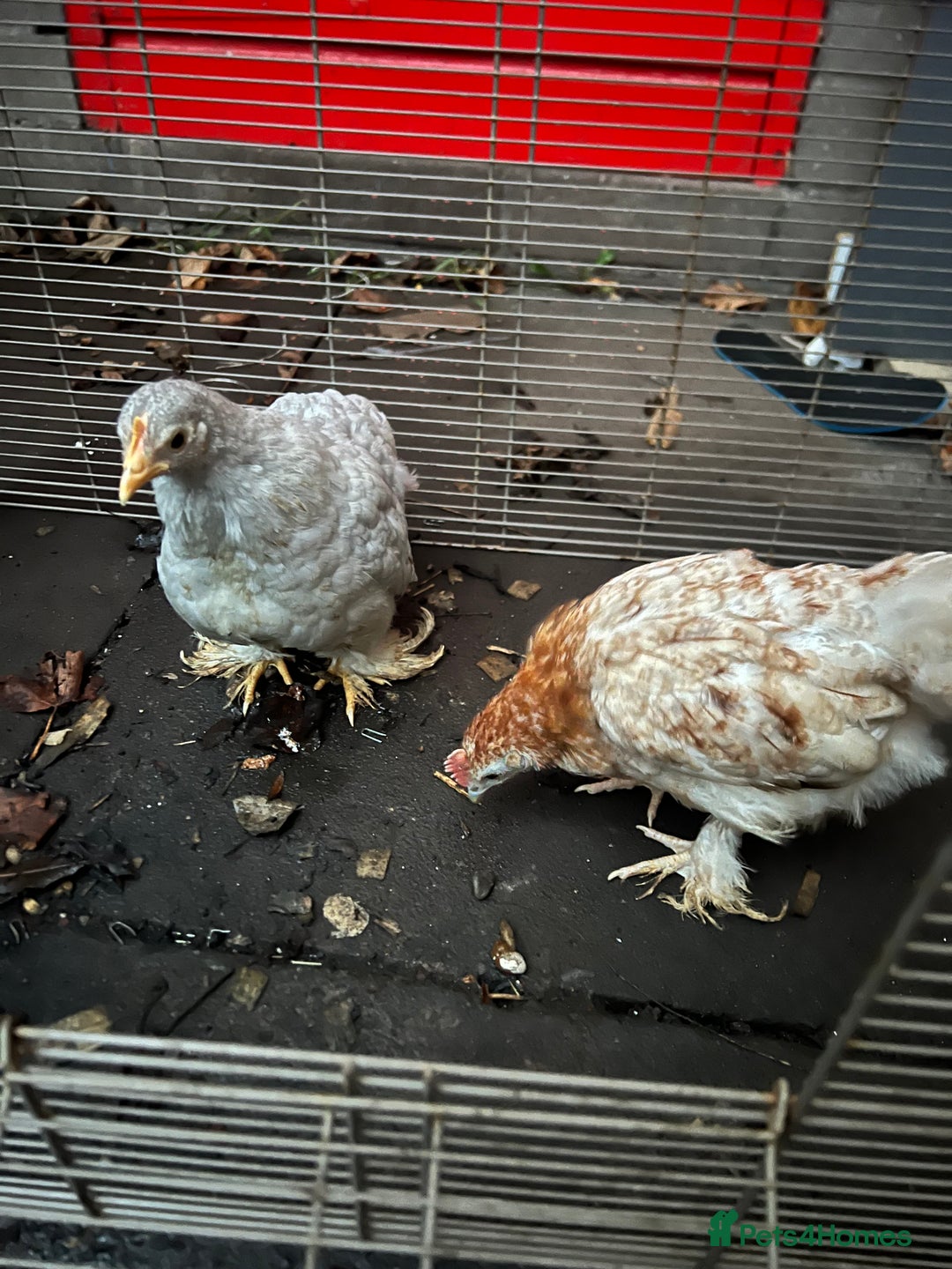 Chickens poultry for sale: 11 Pekin and silkie chickens for sale - Advert 5