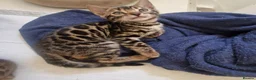 Bengal cats for sale: ⭐️Bengal kittens⭐️ in Cambridge - Advert 8