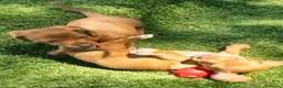 Dachshund dogs for sale: Puppys for sale in Hook - Advert 3