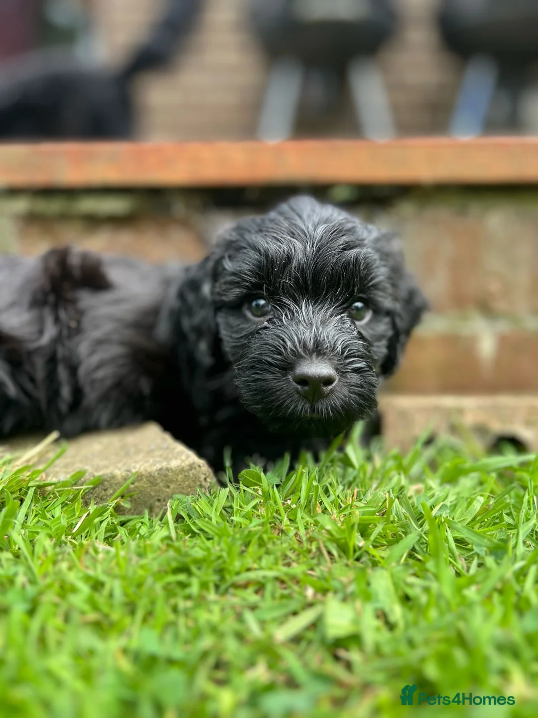 Cockapoo dogs for sale: Cockapoo Puppies- only 1 remaining - ready now  - Advert 1