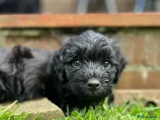 Cockapoo dogs Cockapoo Puppies- only 1 remaining - ready now - Advert 13
