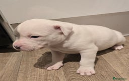 American Bull Staffy dogs for sale: Stunning litter of American bull x staffy puppys  - Advert 12