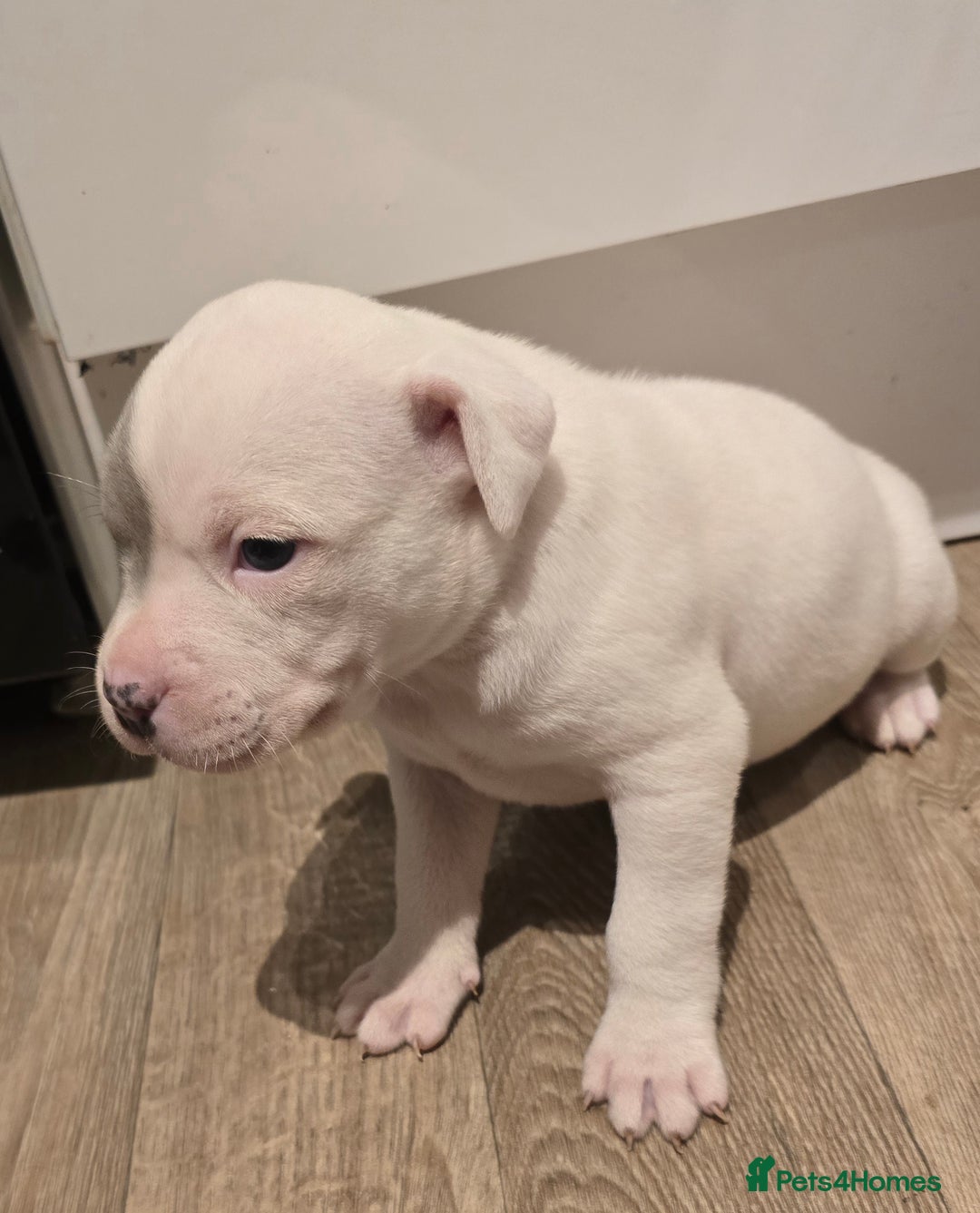 American Bull Staffy dogs for sale: Stunning litter of American bull x staffy puppys  - Advert 12