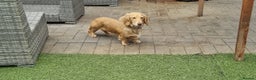 Miniature Dachshund dogs for stud: KING KOBE  CREAM LONG HAIR PROVEN  in Liverpool - Advert 9