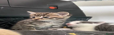 Tabby male