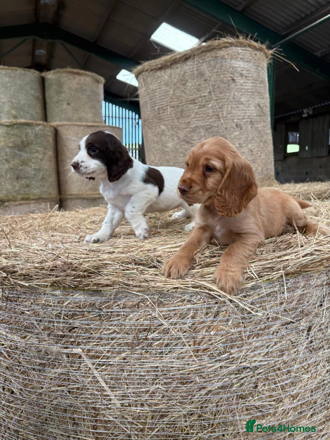 Cocker Spaniel dogs for sale: Kc registered working cocker spaniel  - Advert 3