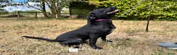 Springador dogs for sale: Willow - Fully Trained Pet Springador in Market Drayton - Advert 2