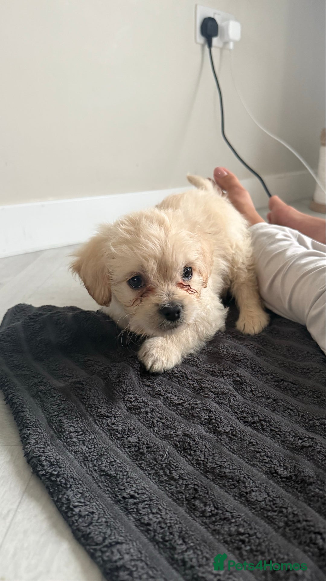 Mixed Breed dogs for sale: 6 fluffy frenchie cross puppies - Image 7