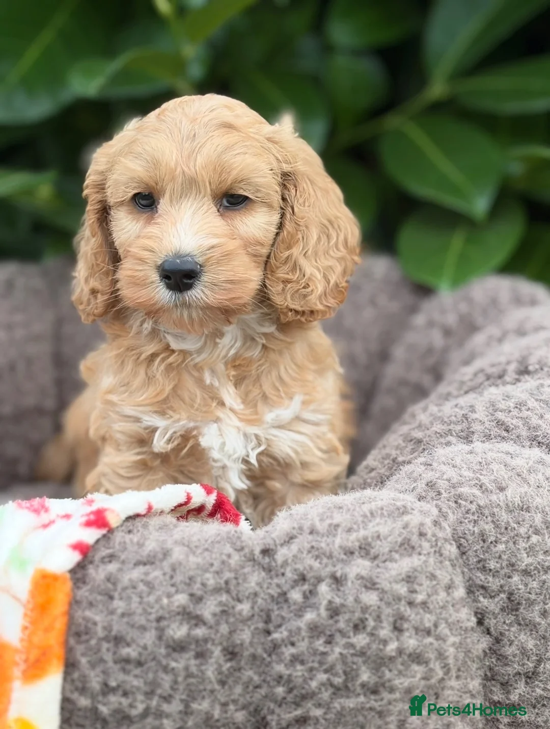 Cockapoo dogs for sale: 💗 Two females ready now 💗 - Advert 2