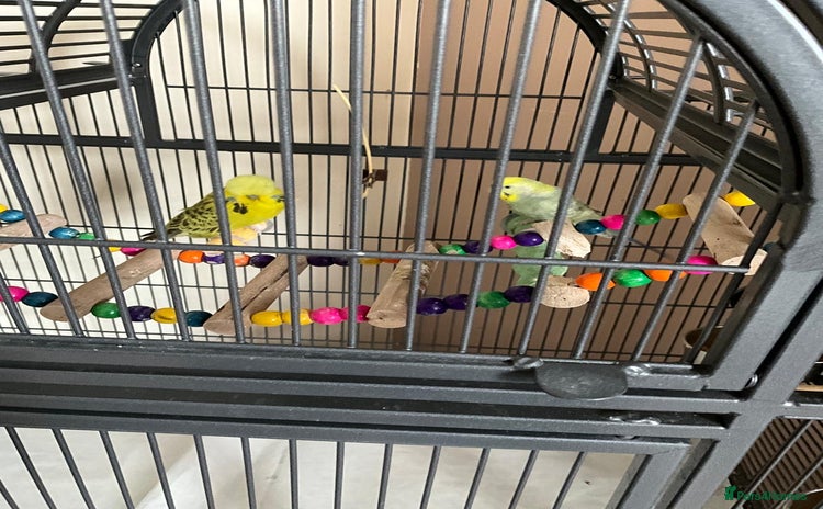 Budgerigars birds - Advert 1
