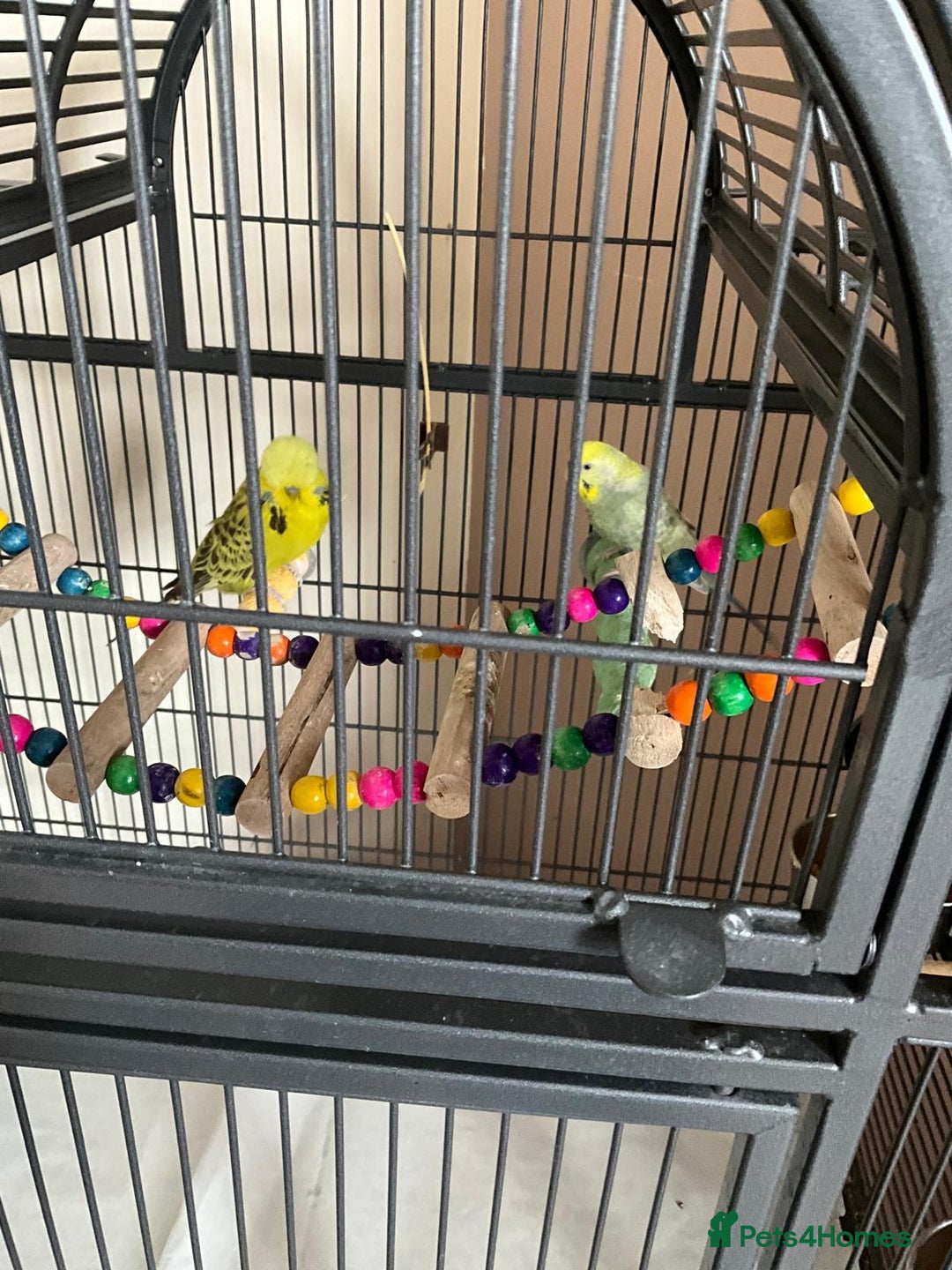 Budgerigars birds for sale: Various Budgies for sale.  - Image 1