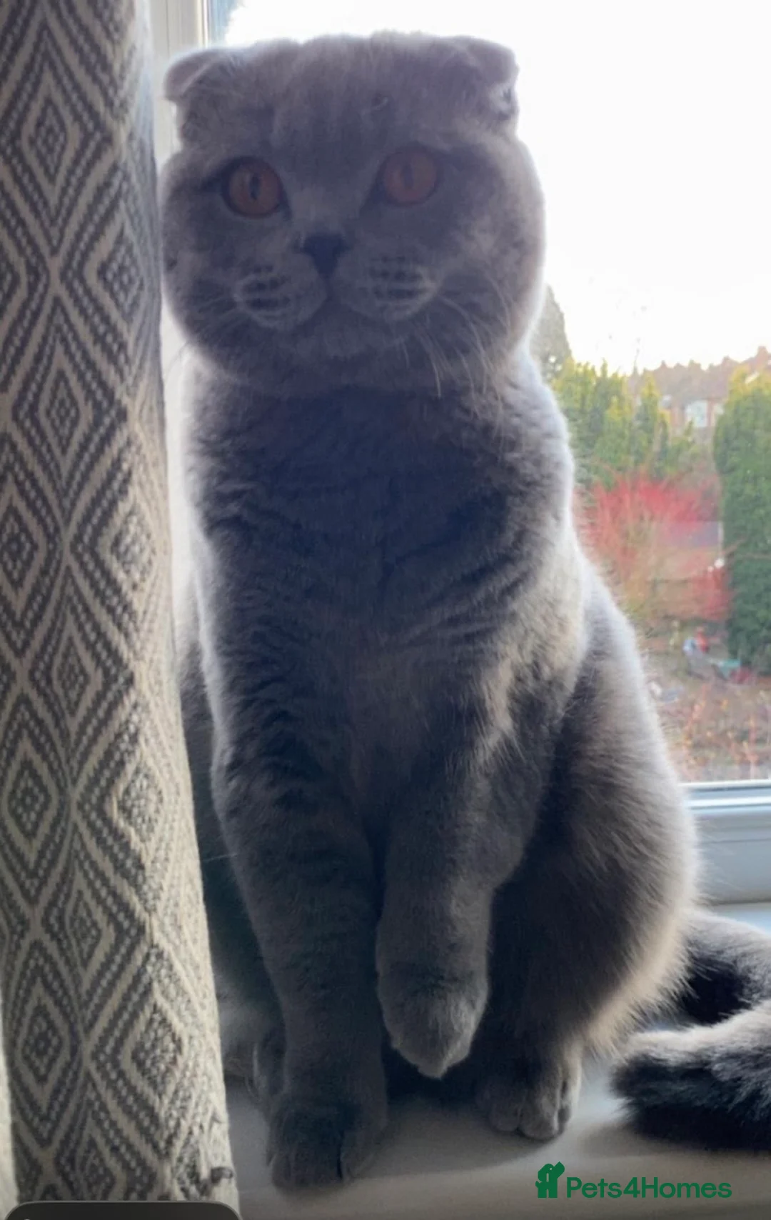 Scottish Fold cats for stud: Scottish Fold Stud  - Advert 2