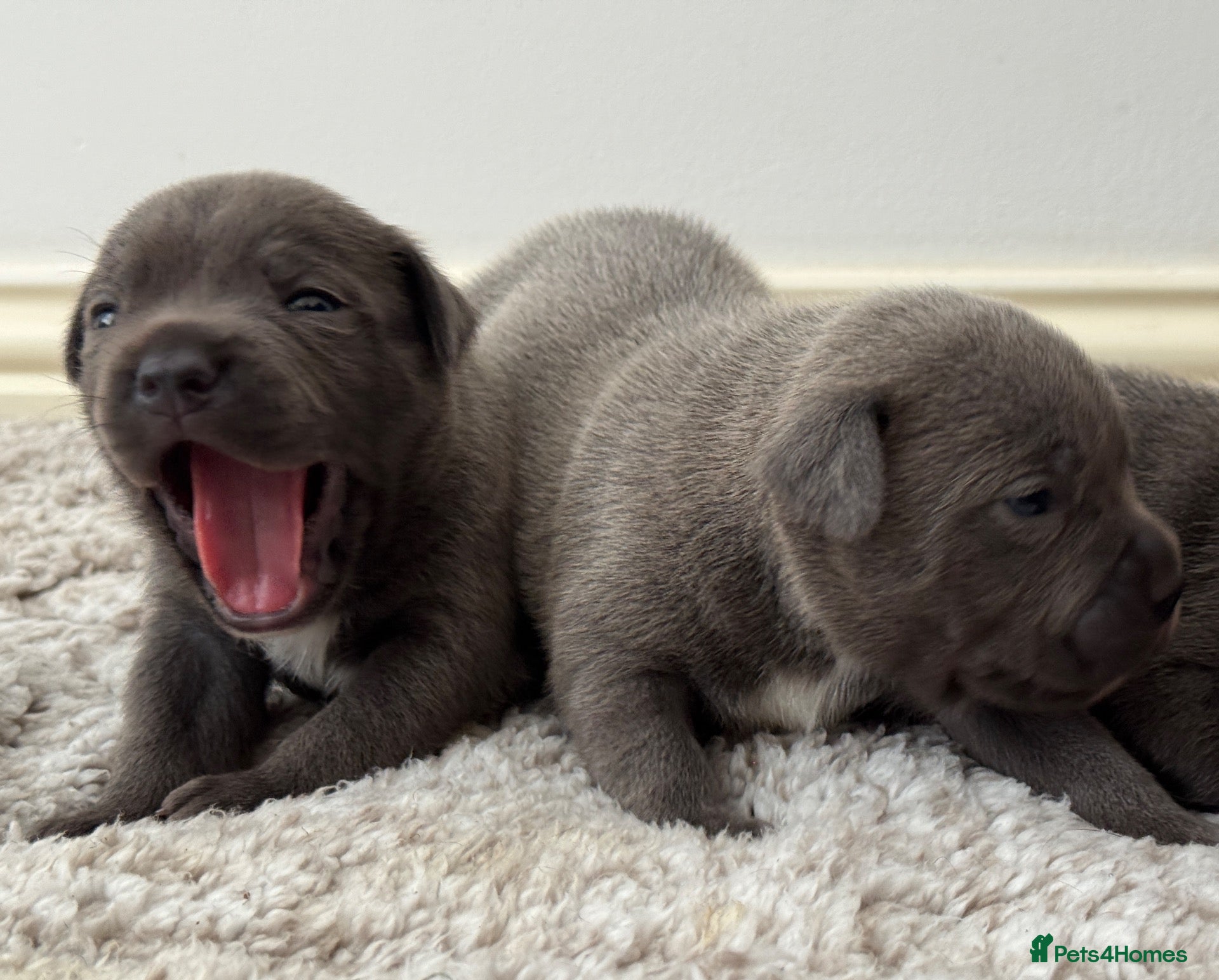 Staffordshire Bull Terrier dogs Staffordshire Bull Terrier puppies!  - Advert 2