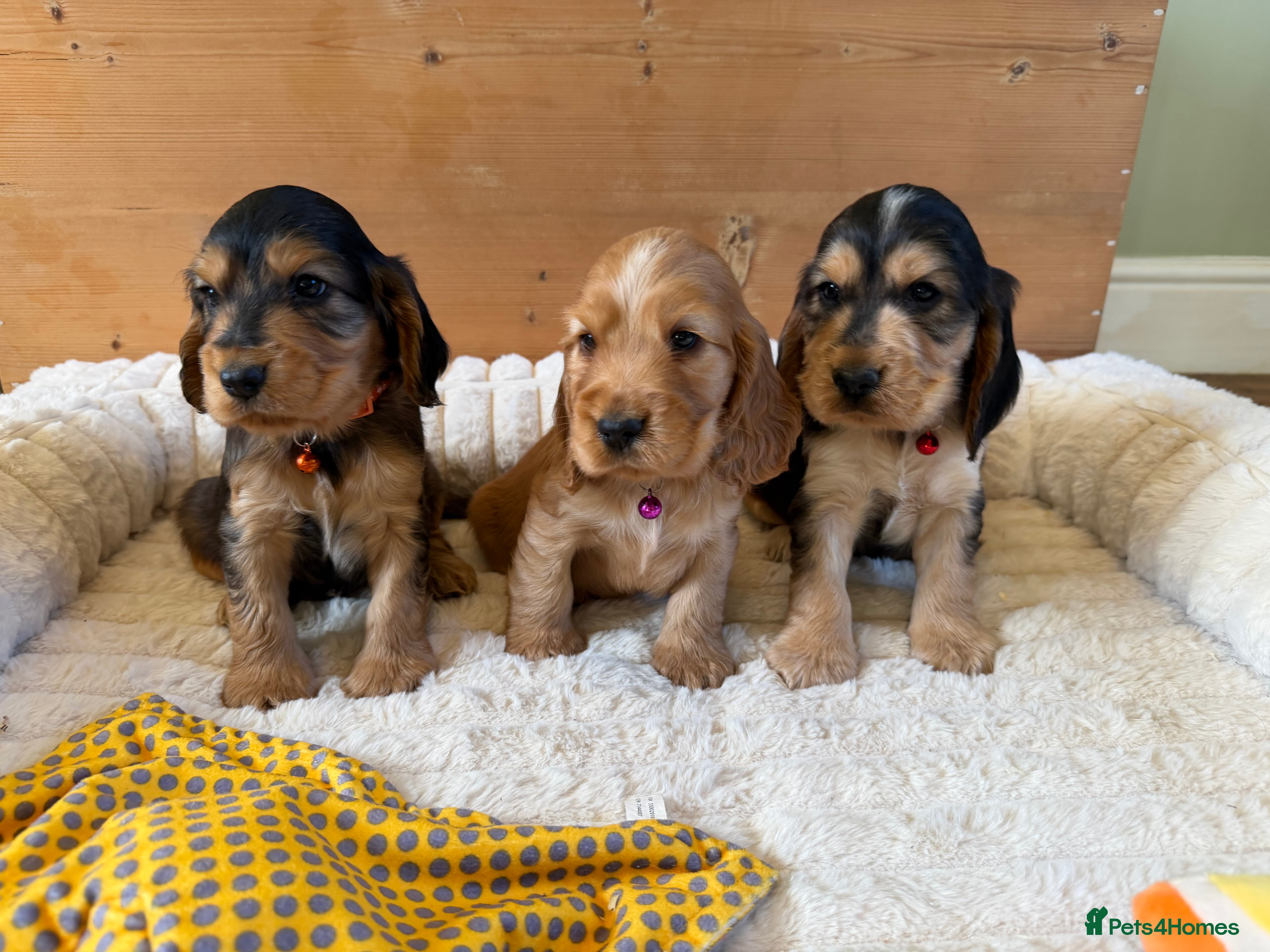 Cocker Spaniel dogs ⭐️ Show Type Cocker Spaniel Puppies ⭐️ - Advert 3