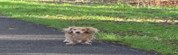 Miniature Dachshund dogs for stud: STUD 100% Long Haired Cream Miniature Dachshund - Advert 22