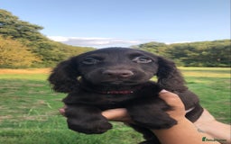 Cocker Spaniel dogs for sale: 5* Cocker Spaniel Puppies - Image 1