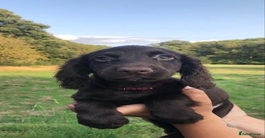 Cocker Spaniel dogs - Advert 13