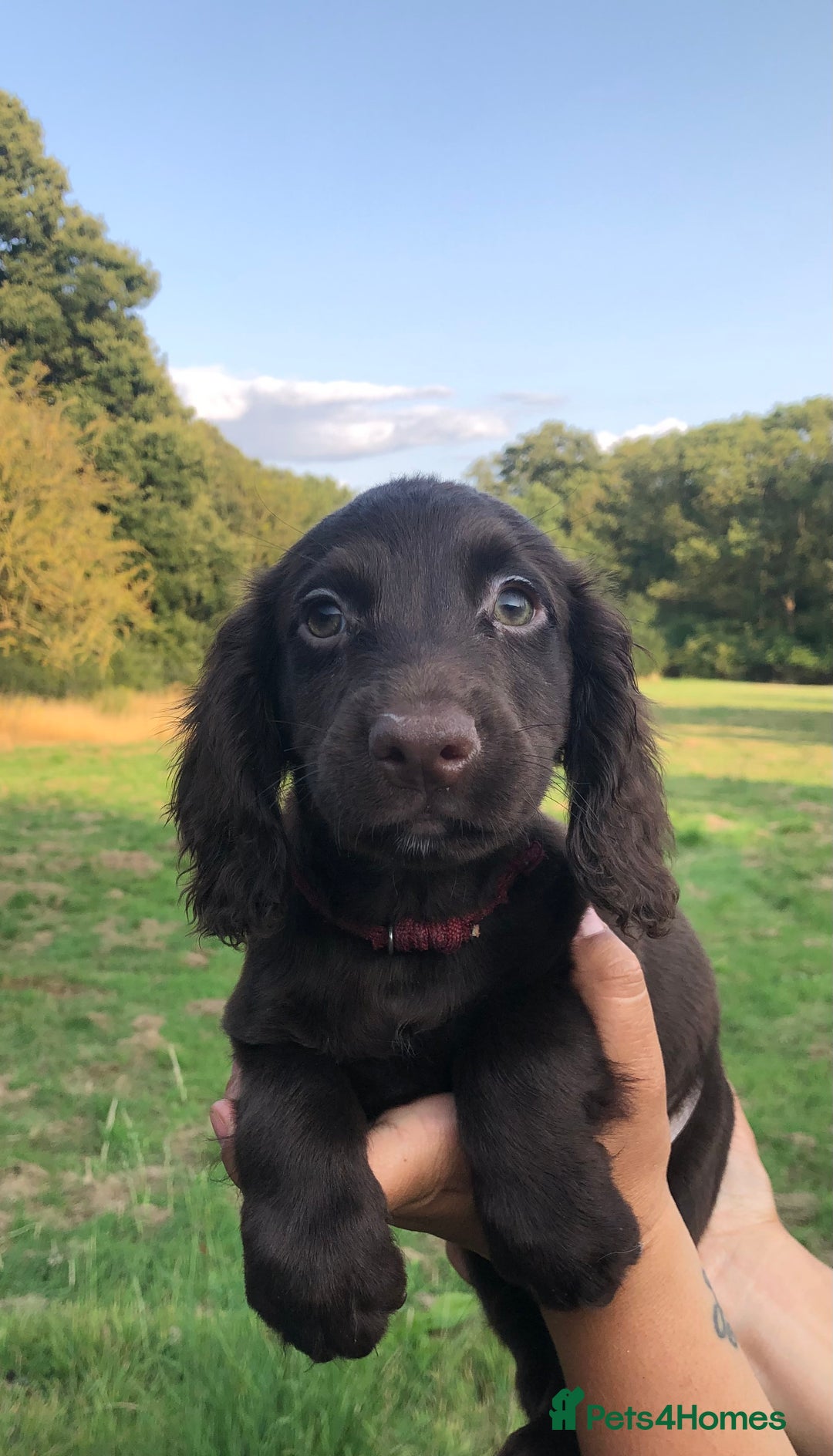 Cocker Spaniel dogs for sale: 5* Cocker Spaniel Puppies - Image 1