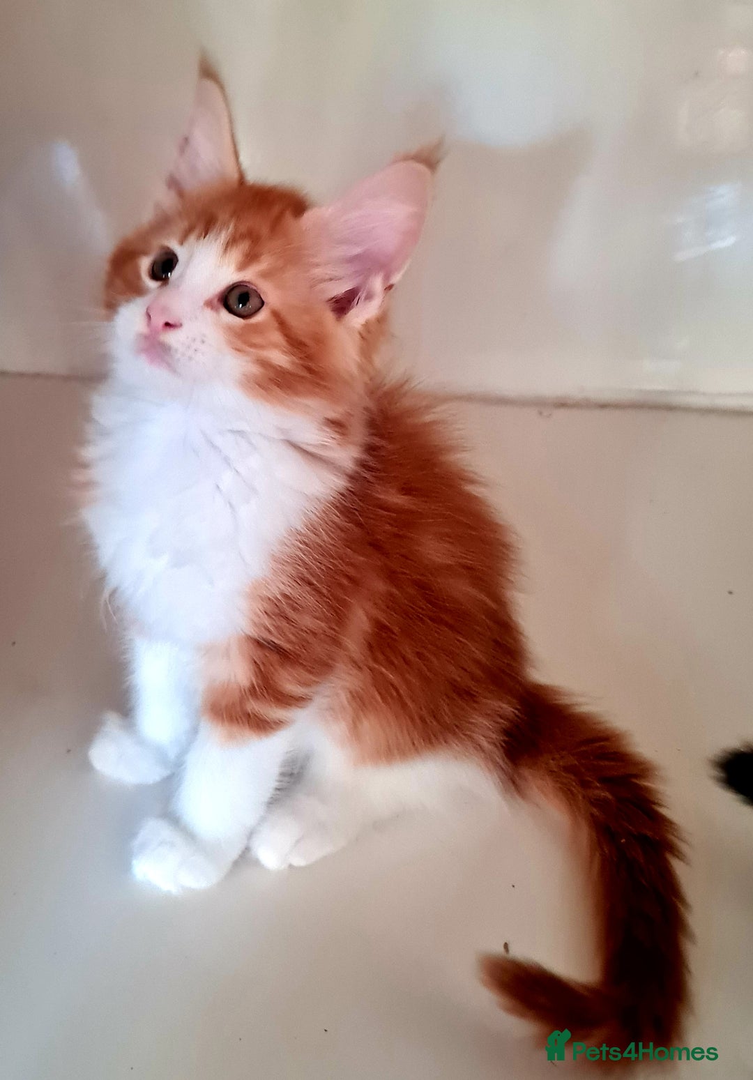Maine Coon cats for sale: Mainecoon Kittens available  - Image 1