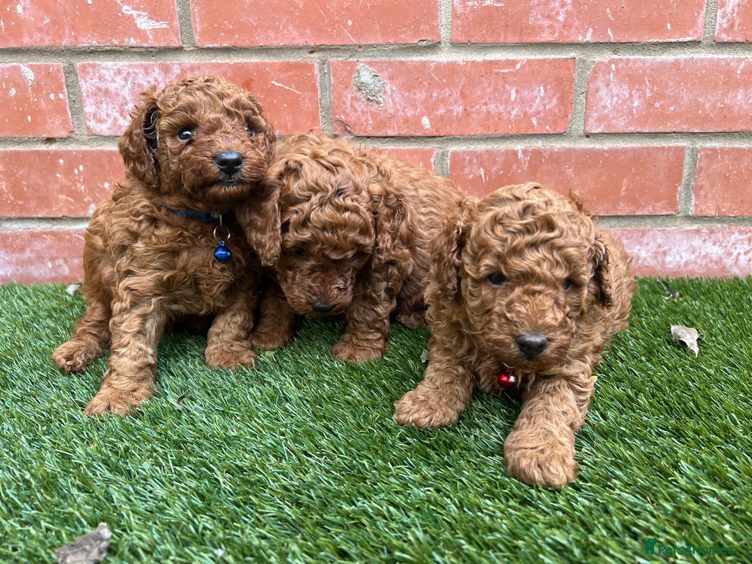 Toy Poodle dogs for sale: Adorable Deep Red Toy Poodle Puppies Available! 🐾 - Image 7