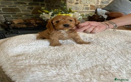 Cockapoo dogs for sale: READY TO GO :Gorgeous litter of  F1 Cockapoo’s - Image 13