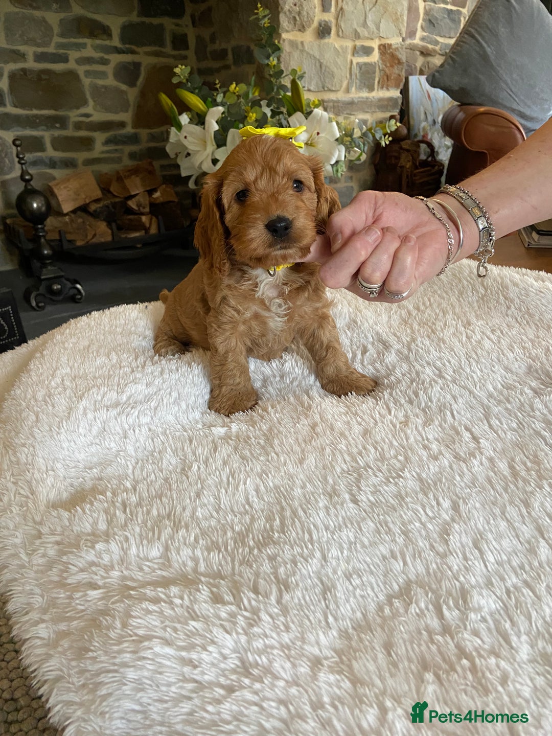 Cockapoo dogs for sale: READY TO GO :Gorgeous litter of  F1 Cockapoo’s - Image 13