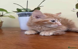 Maine Coon cats for sale: Maine coon cross kittens  - Image 14