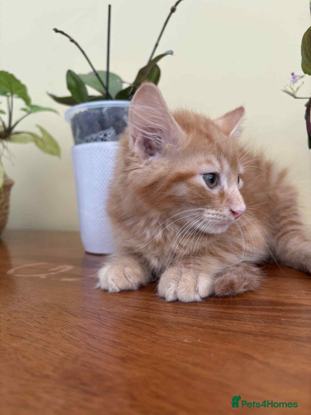 Maine Coon cats for sale: Maine coon cross kittens  - Image 14