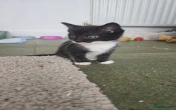 Mixed Breed cats for sale: Stunning,  fluffy black & white kittens - Image 5