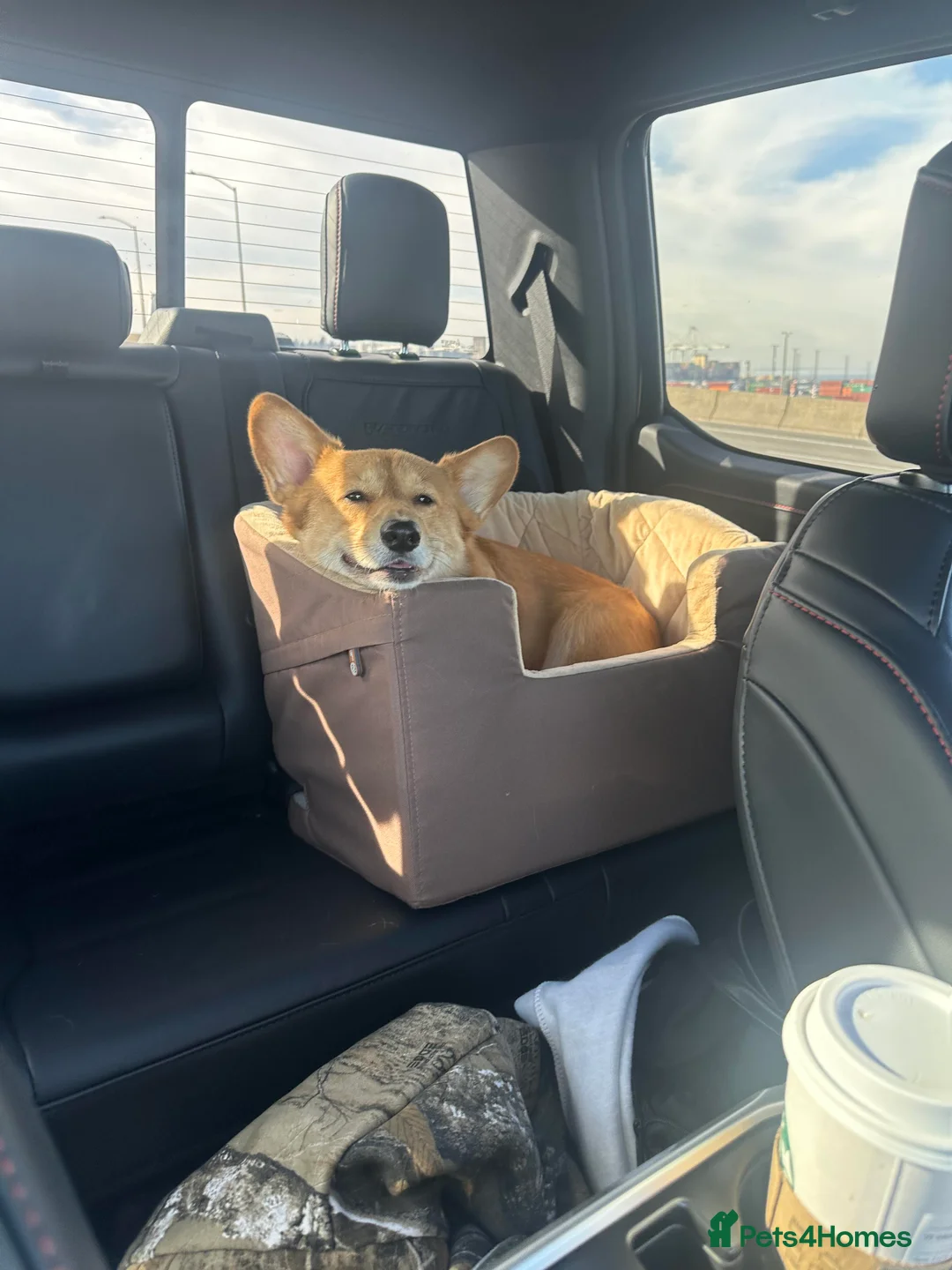 Welsh Corgi Pembroke dogs for sale: Seeking peaceful home and walks - Advert 3