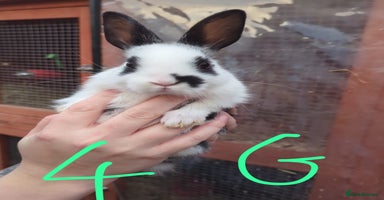 Mixed Breed rabbits - Advert 13