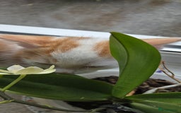 Mixed Breed cats for sale: Heart-Marked & Beautiful Kittens Ready - Image 12