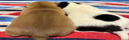 Jack Russell dogs for sale: 2 beautiful female Jack Russell puppies - Advert 5