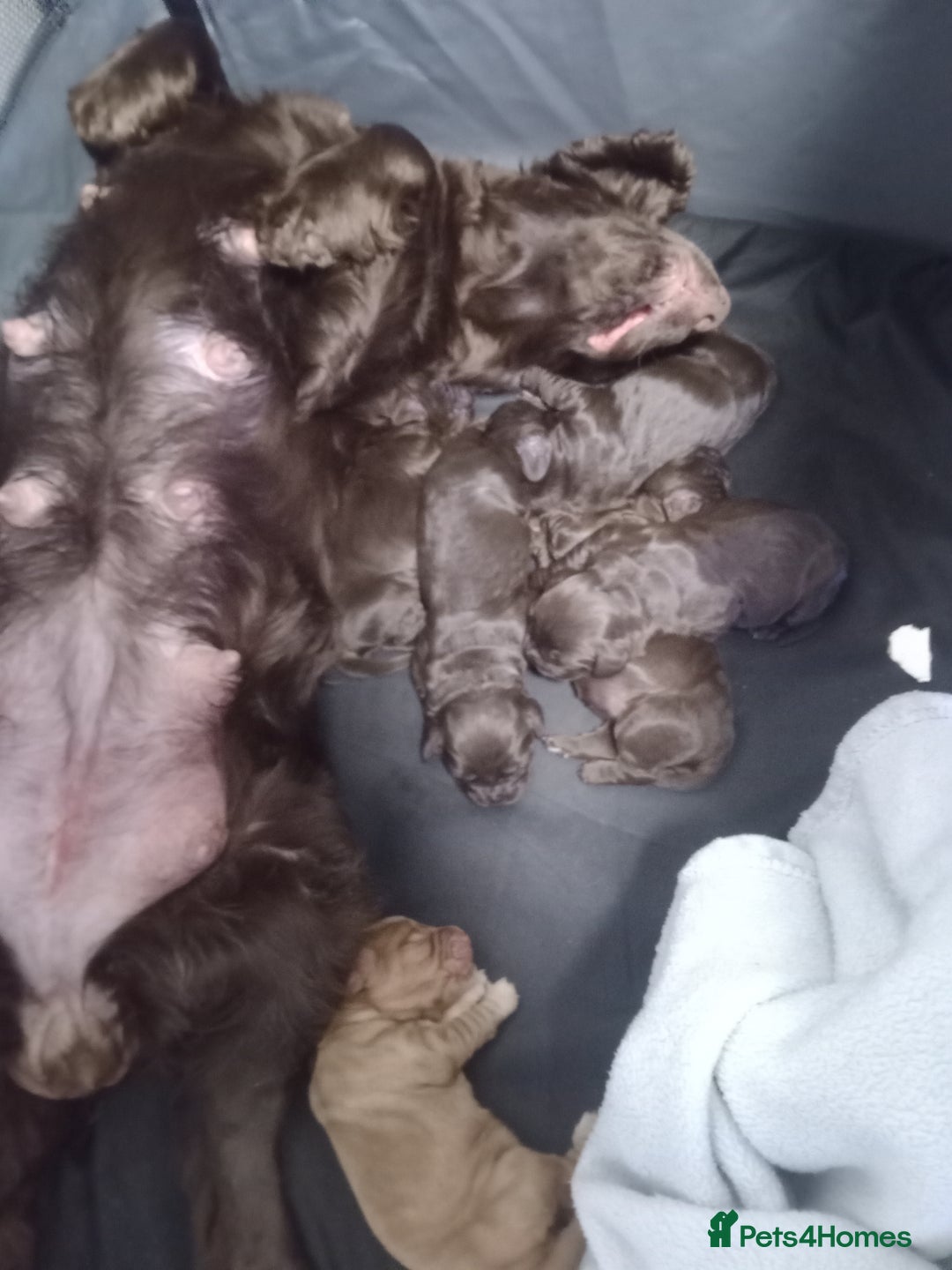 Cocker Spaniel dogs for sale: Female cocker spaniel pups  - Image 6